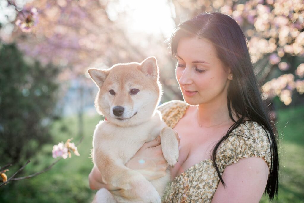 Shiba Inu in Spring