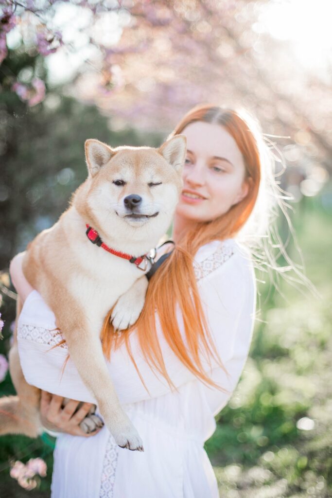 Shiba Inu in Spring