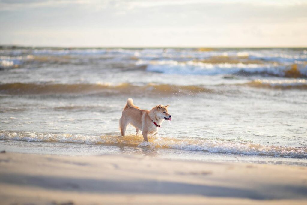 Shiba Inu at the beach