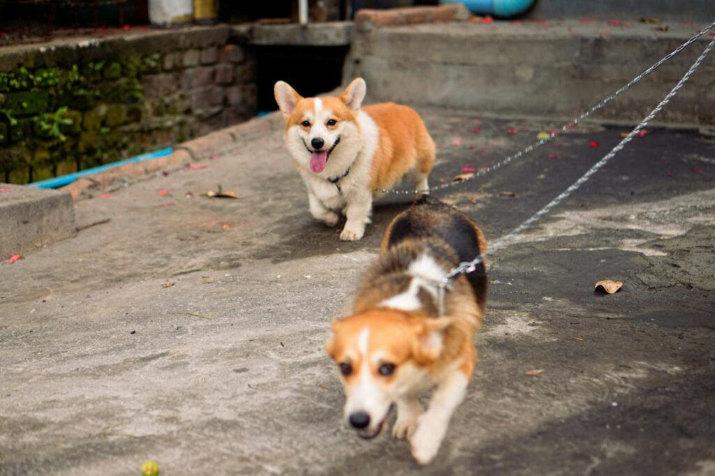 Two Corgi friends on a walk