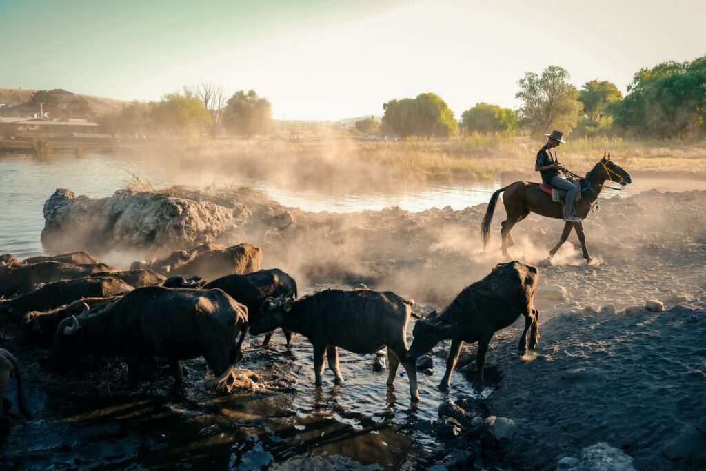 Rancher managing cattle