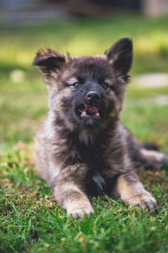 German Shepherd puppy