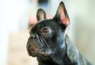 Side Profile of a French Bulldog
