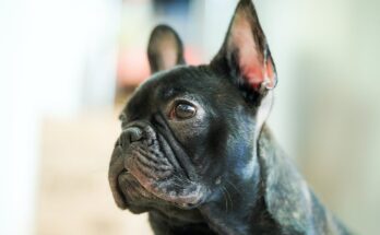 Side Profile of a French Bulldog