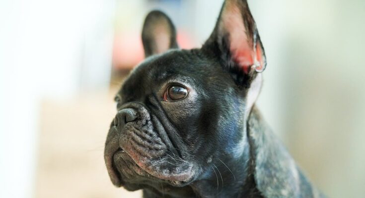 Side Profile of a French Bulldog