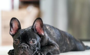 A young black French Bulldog