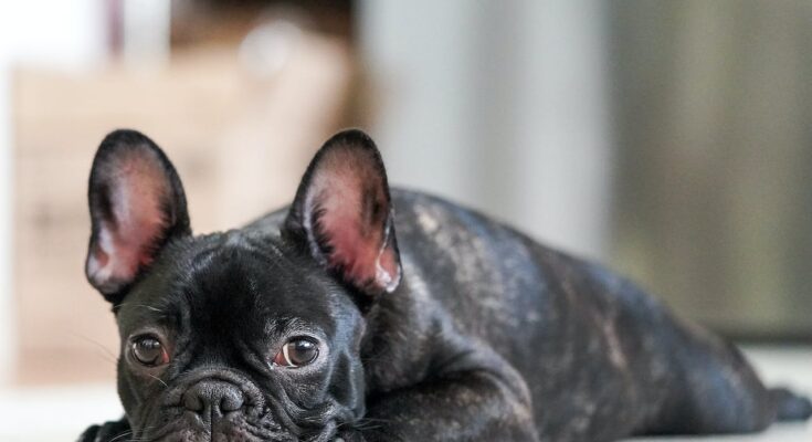 A young black French Bulldog